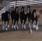 budweiser super bowl xlviii puppy love